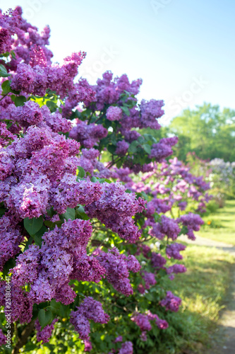 Lilac garden with lilac