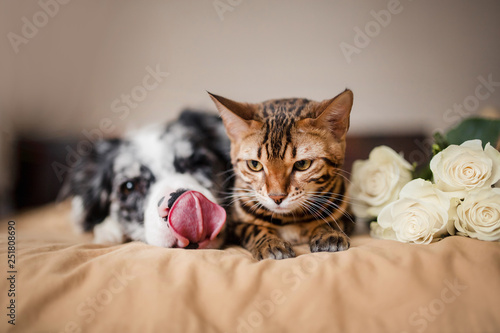 Fotografi a dog border collie and cat on bed with flowers