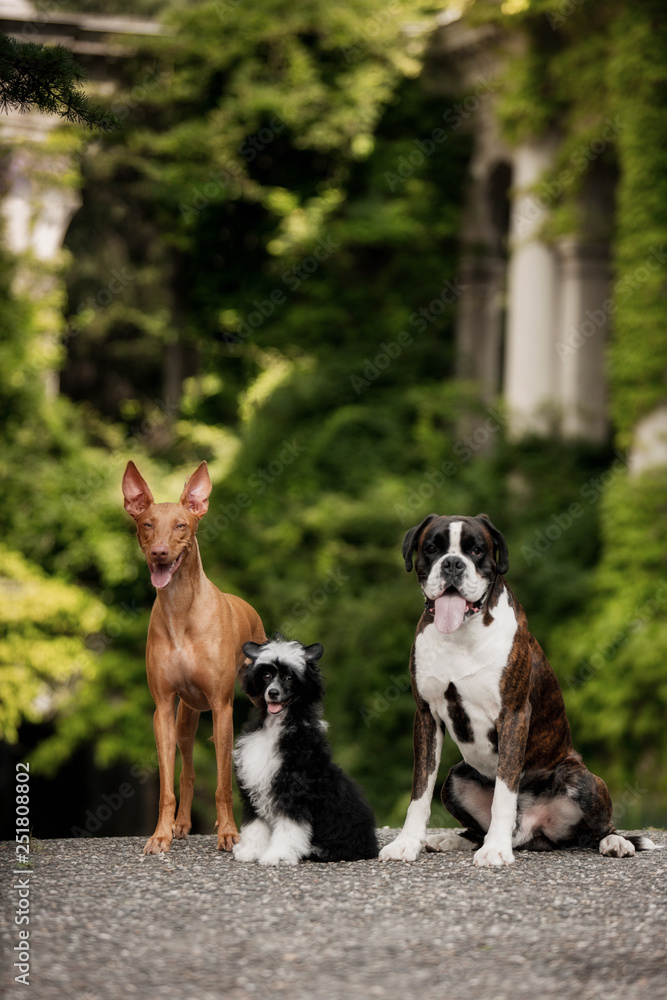 Pharaoh hound, Chinese crested, boxer three dog stay on stairs in nature on sunshine Pharaoh hound, Chinese crested, boxer three dog stay on stairs in nature on sunshine