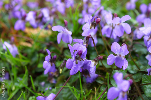 Flowers of field violets after rain (Víola odoráta)