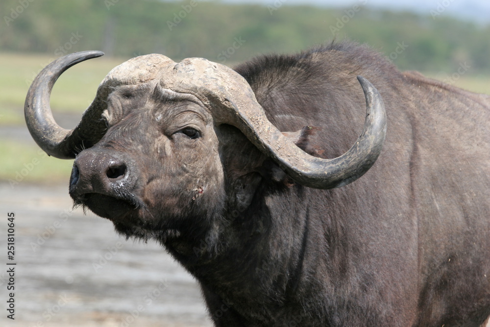 Fototapeta premium Buffalo spotted at lake nakuru National Park in Kenya East Africa
