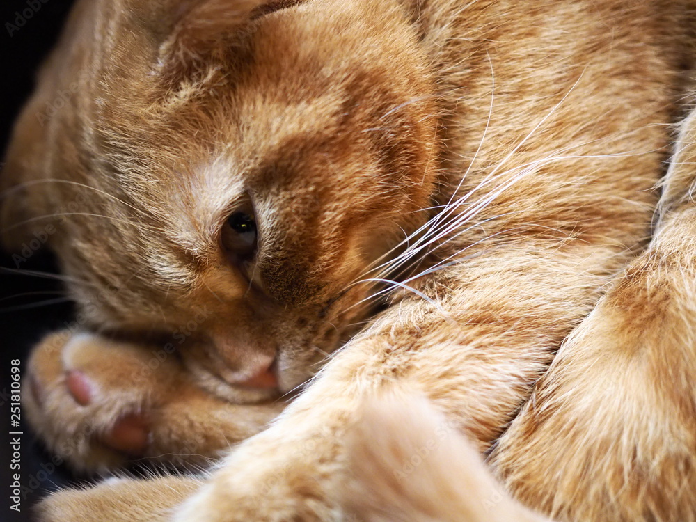 Fototapeta premium 猫