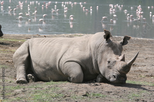 Black rhino spotted at Lake Nakuru National Park in Kenya