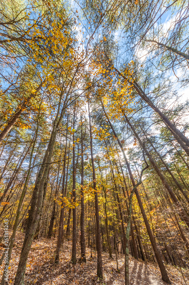 Obraz premium autumn forest in the morning