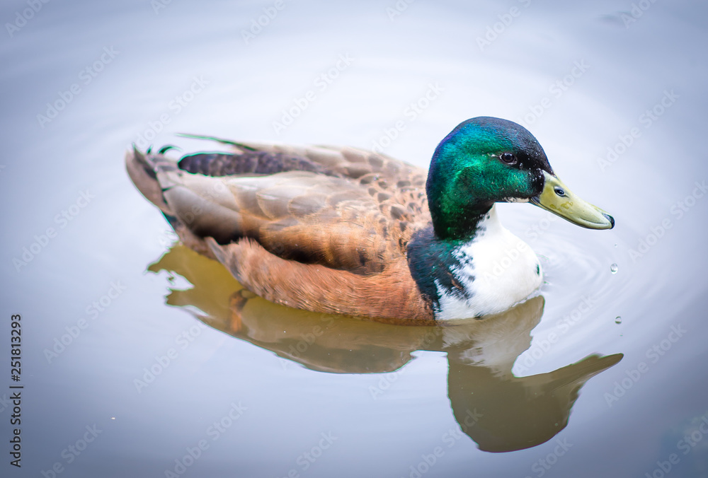 Obraz premium duck on the water