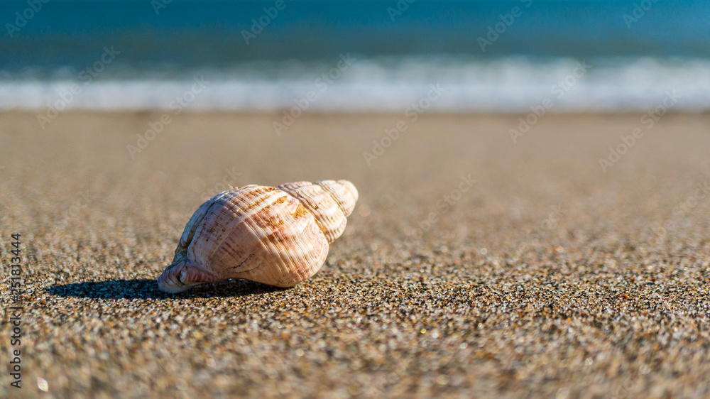 Closeup of a coiled sea snail shell, Buccinum undatum, laying on the fine grained sand under the sun with a turquoise sea in the background. Seascape in Ireland. Summer vacation concept. Closeup of a coiled sea snail shell, Buccinum undatum, laying on the fine grained sand under the sun with a turquoise sea in the background. Seascape in Ireland. Summer vacation concept.