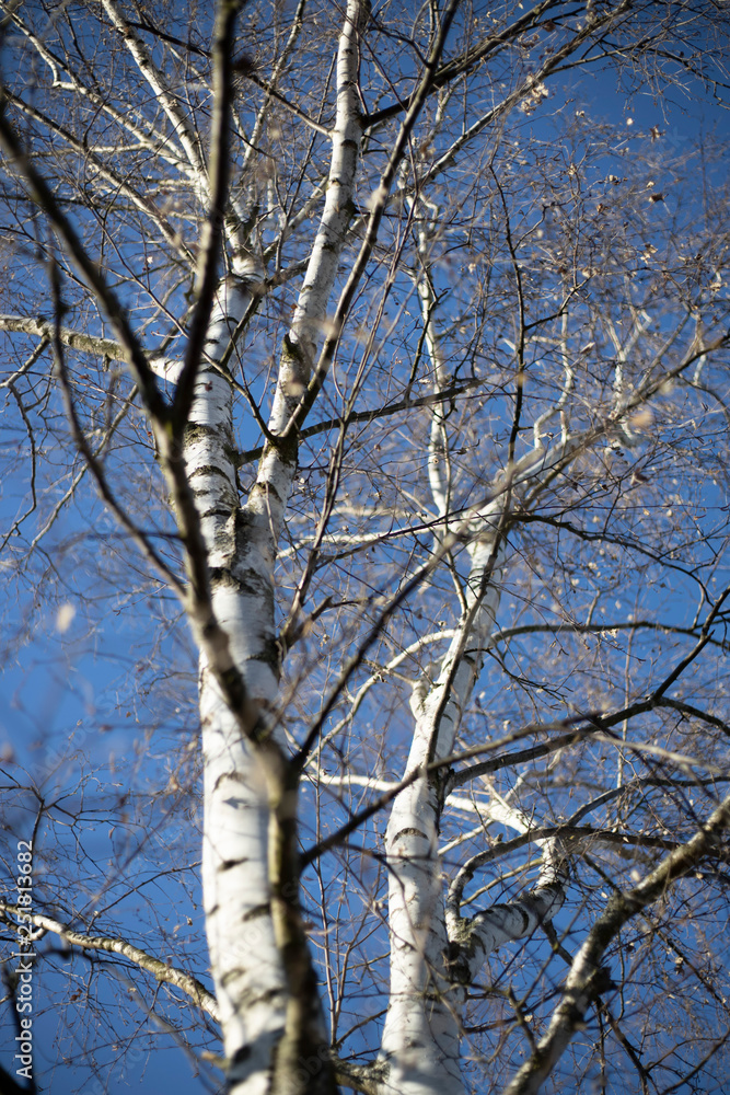 Birken Baum im winter mit blauen Himmel Birken Baum im winter mit blauen Himmel