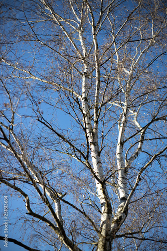 Fototapeta Naklejka Na Ścianę i Meble -  Birken Baum im winter mit blauen Himmel