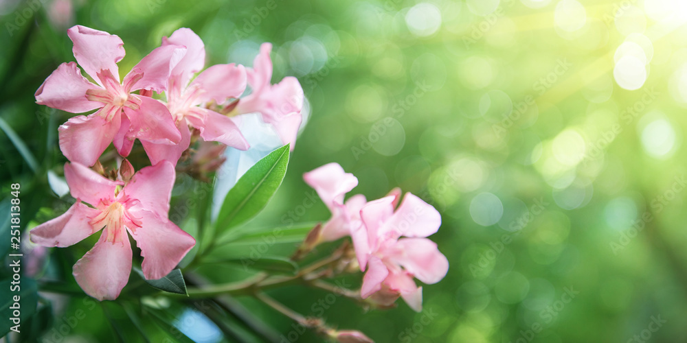 Beautiful pink flowers on blur green nature background. Spring and summer background.