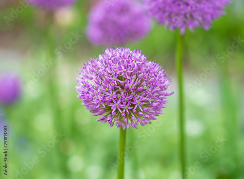 purple thistle flower in spring