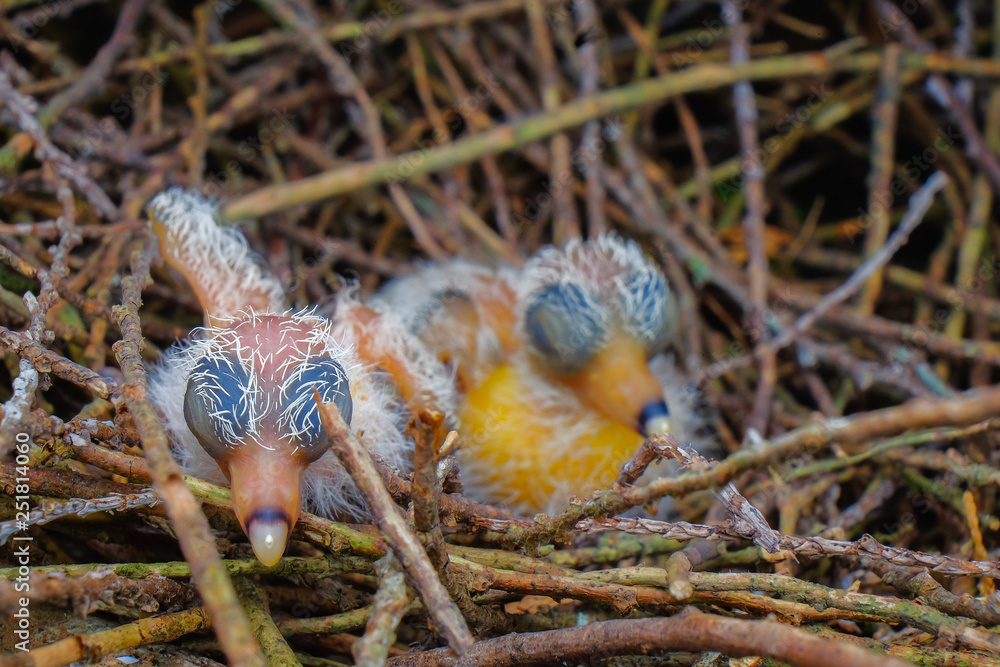 Obraz premium New hatch baby bird sleeping in nest in selective focus