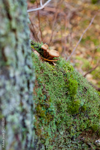 Natural mushroom in the forest