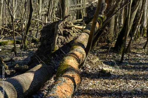 tote Eschen in Auwald, Eschentriebsterben, Hymenoscyphus fraxineus photo