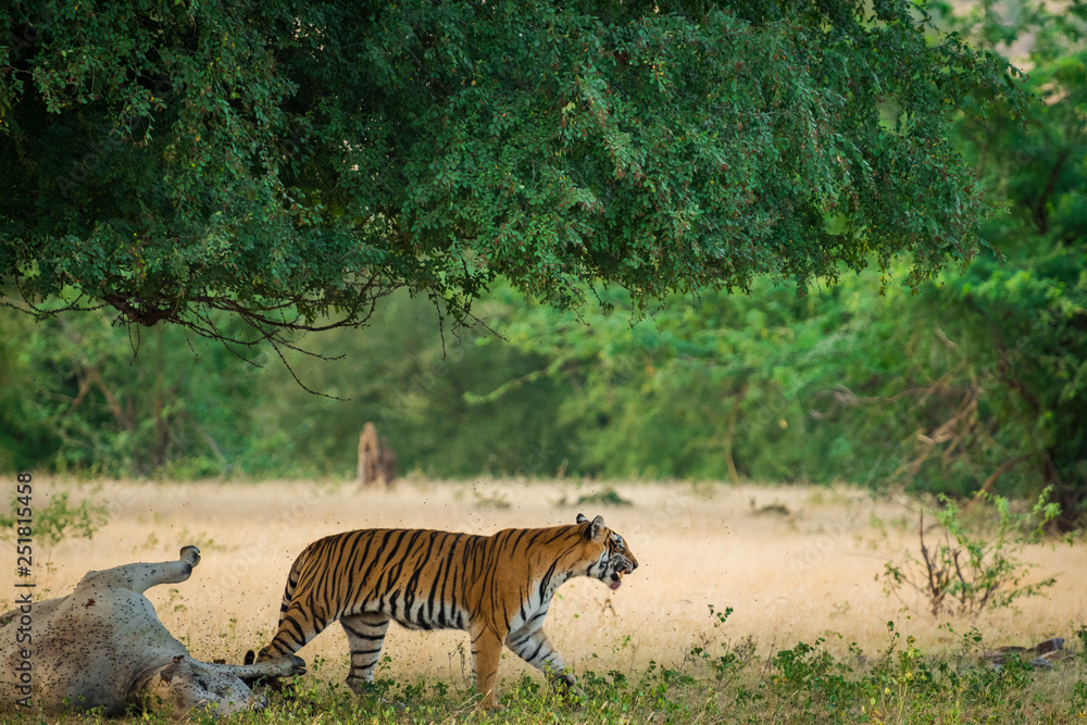 Conservation issue A tiger with a domestic animal cow kill in a buffer zone  of Ranthambore National Park, India Stock Photo | Adobe Stock