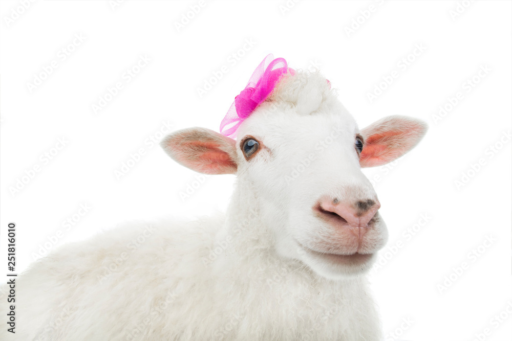 Fototapeta premium sheep sitting in a hat isolated