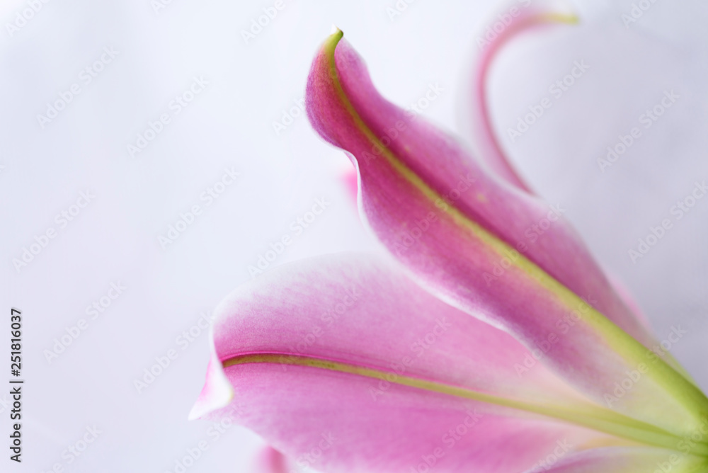 Pink lily on a white background Pink lily on a white background