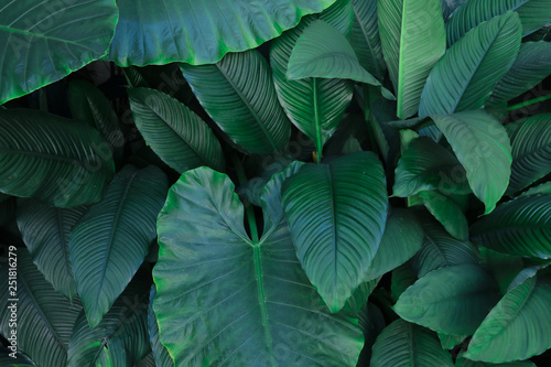Green grass tropical leaf texture