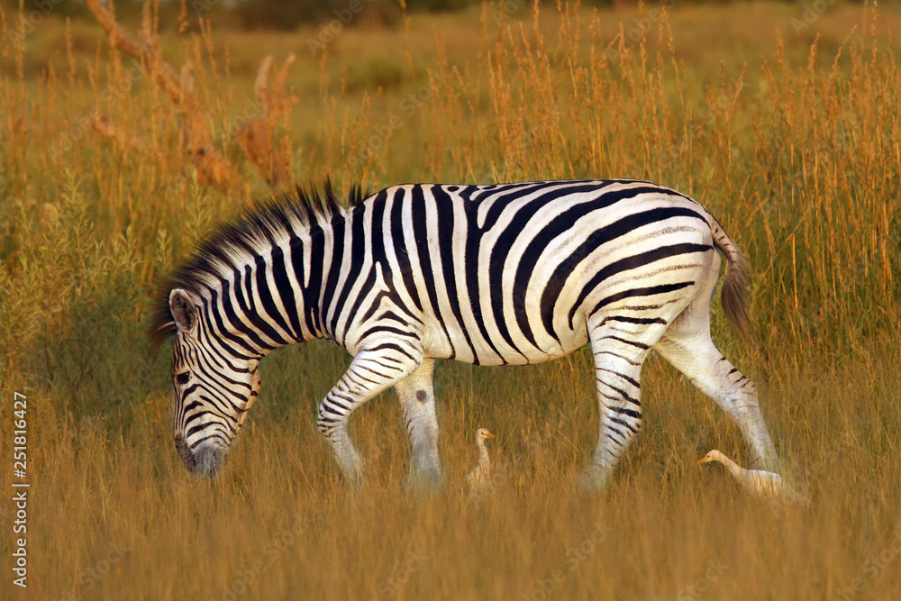 Obraz premium The plains zebra (Equus quagga, formerly Equus burchellii), also known as the common zebra or Burchell's zebra in the sun-drenched morning savannah. African herbivore - zebra in the morning light.