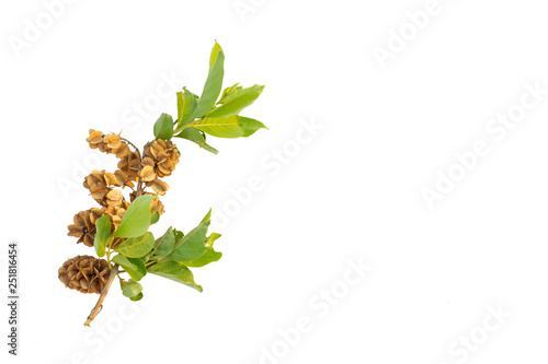 Bushwillows seed