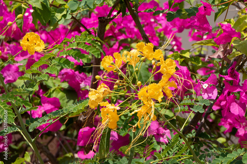 Pfauenstrauch mit Bougainvillea