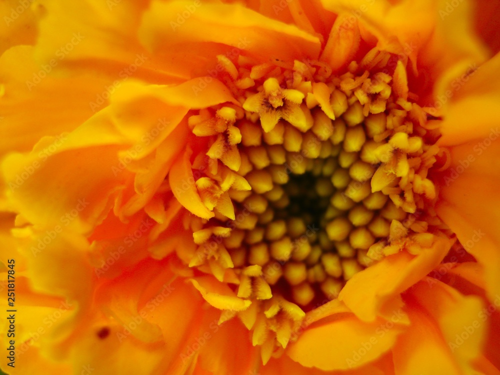 Summer flower Beautiful delicate chrysanthemum flower close up Summer flower Beautiful delicate chrysanthemum flower close up