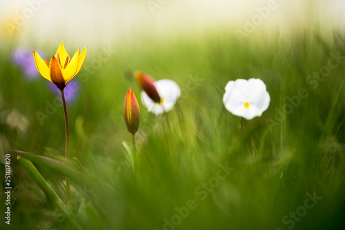 Fototapeta Naklejka Na Ścianę i Meble -  tulipa silvestris