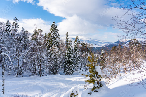 Magnificent winter mountain landscape: trees and pines covered with snow against the background of snow-capped mountains Lago-Naki, The Main Caucasian Ridge, Russia