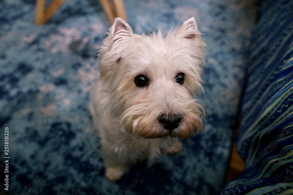 Dog photo shoot at home. Pet portrait of West Highland White Terrier dog enjoying and resting on floor and blue carpet at house. Colin Westie Terrier a very good looking dog posing in front of camera. Dog photo shoot at home. Pet portrait of West Highland White Terrier dog enjoying and resting on floor and blue carpet at house. Colin Westie Terrier a very good looking dog posing in front of camera.