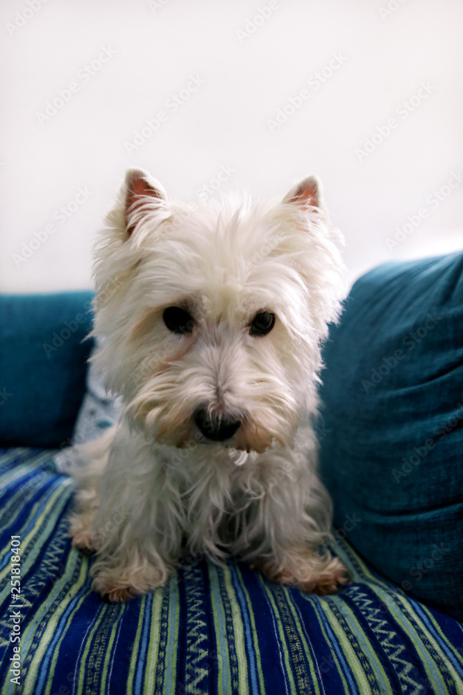 Dog photo shoot at home. Pet portrait of West Highland White Terrier dog lying and sitting on bed and blue blanket couch at house. Colin Westie Terrier very good looking dog posing in front of camera.