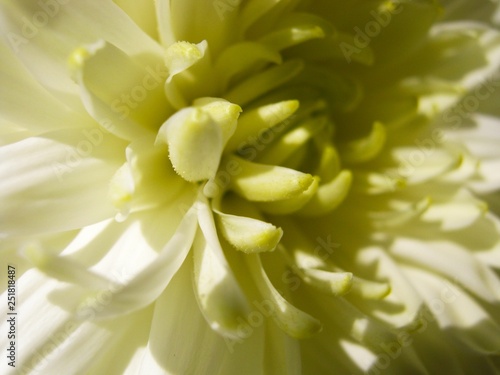 Summer flower Beautiful delicate chrysanthemum flower close up