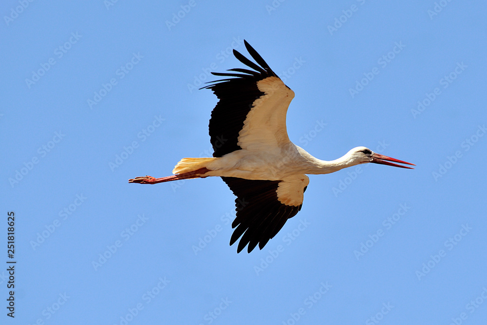 Obraz premium image of a stork in flight
