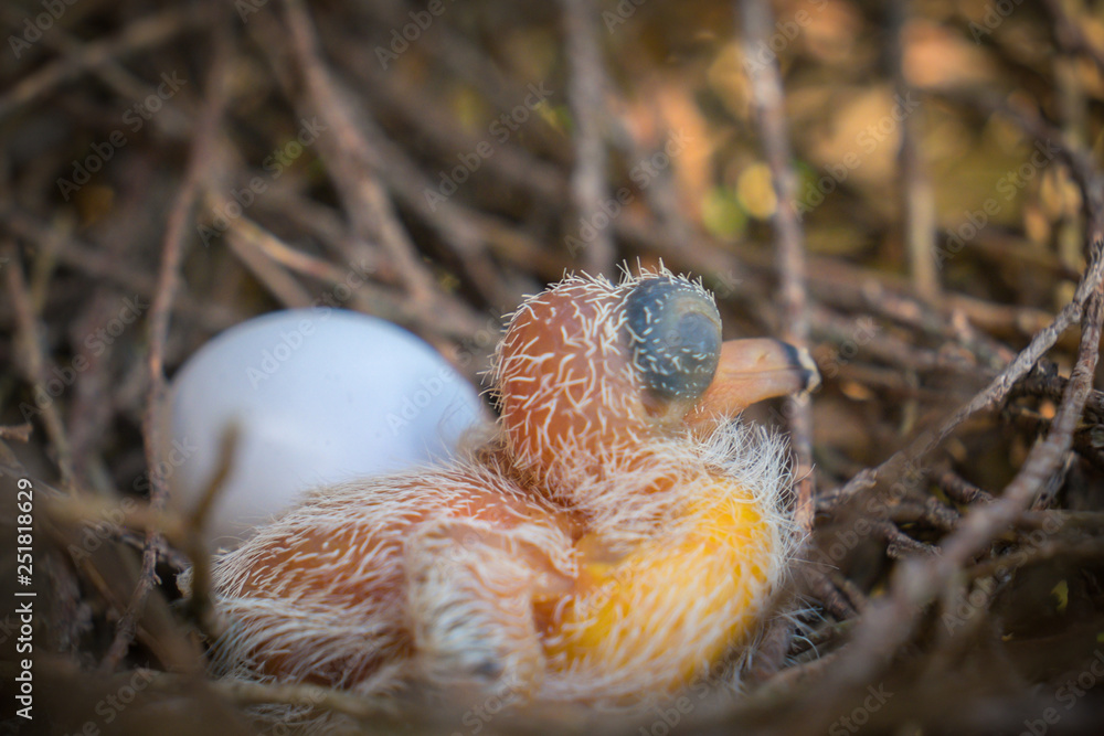Egg and newborn babies hatch in the nest Egg and newborn babies hatch in the nest