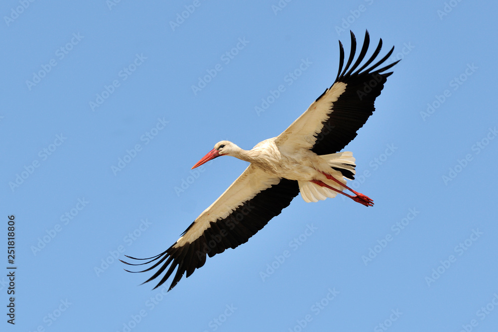 Fototapeta premium image of a stork in flight