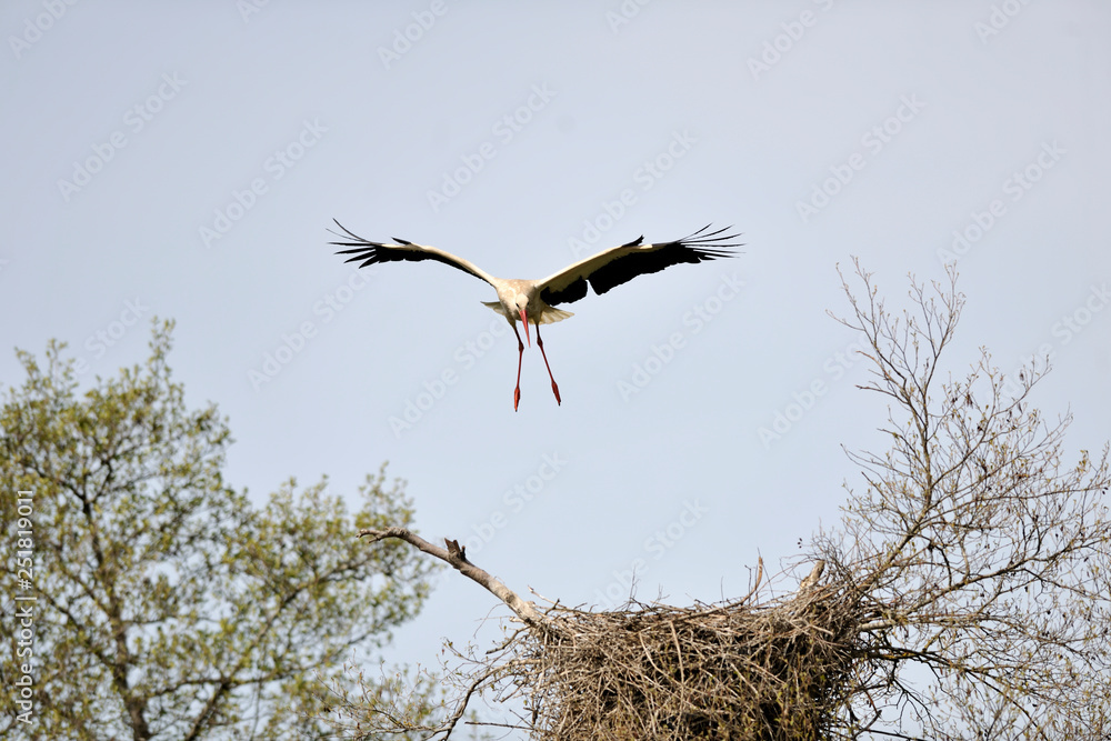 Fototapeta premium image of a stork in flight