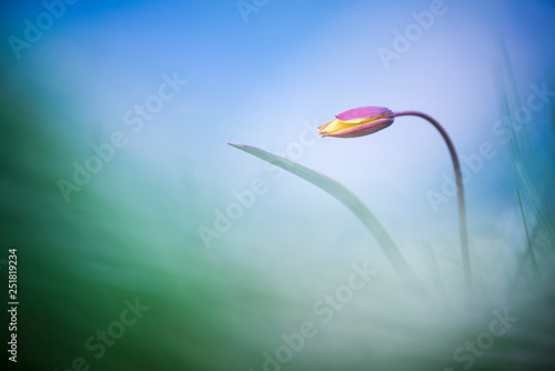 tulipa silvestris photo