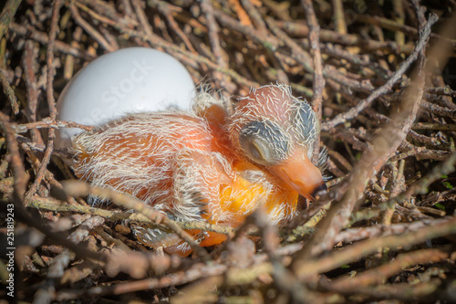 Egg and newborn babies hatch in the nest