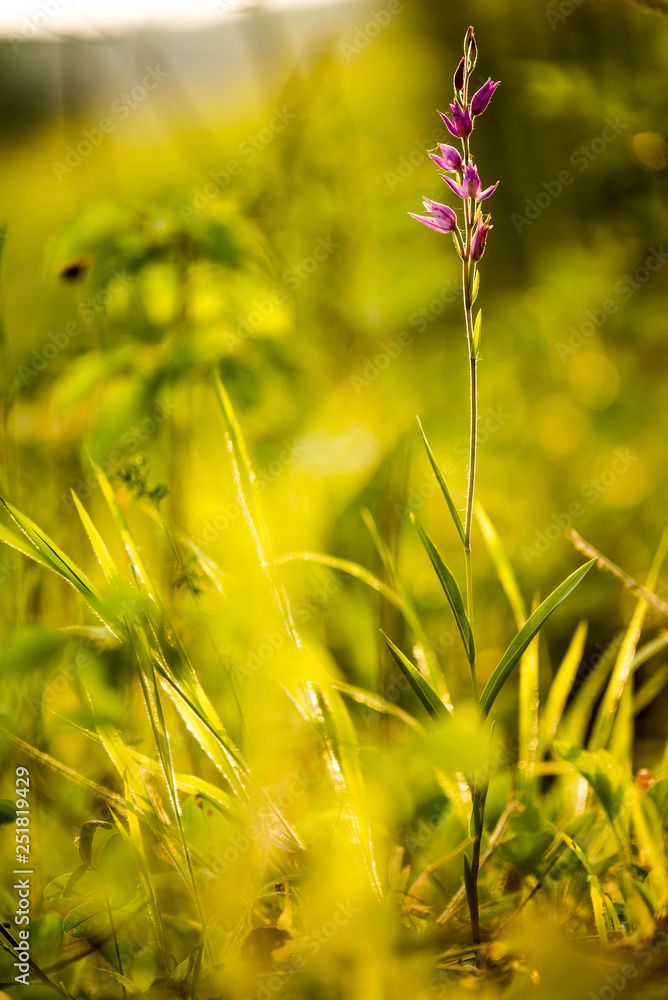 orchidea spontanea orchidea spontanea