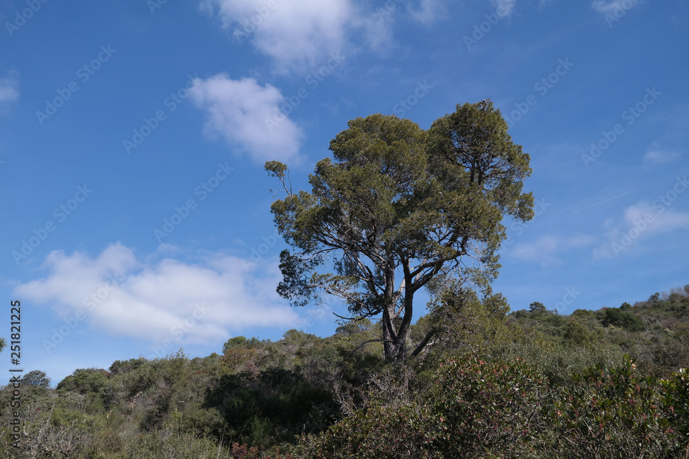 Obraz premium Albero