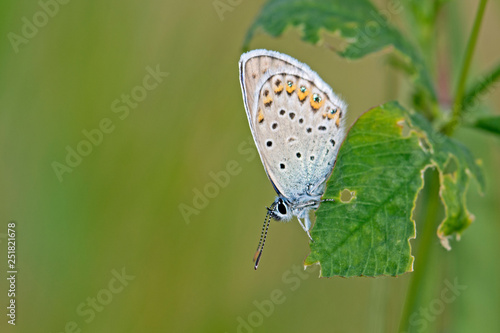 Wallpaper Mural macro Torontodigital.ca