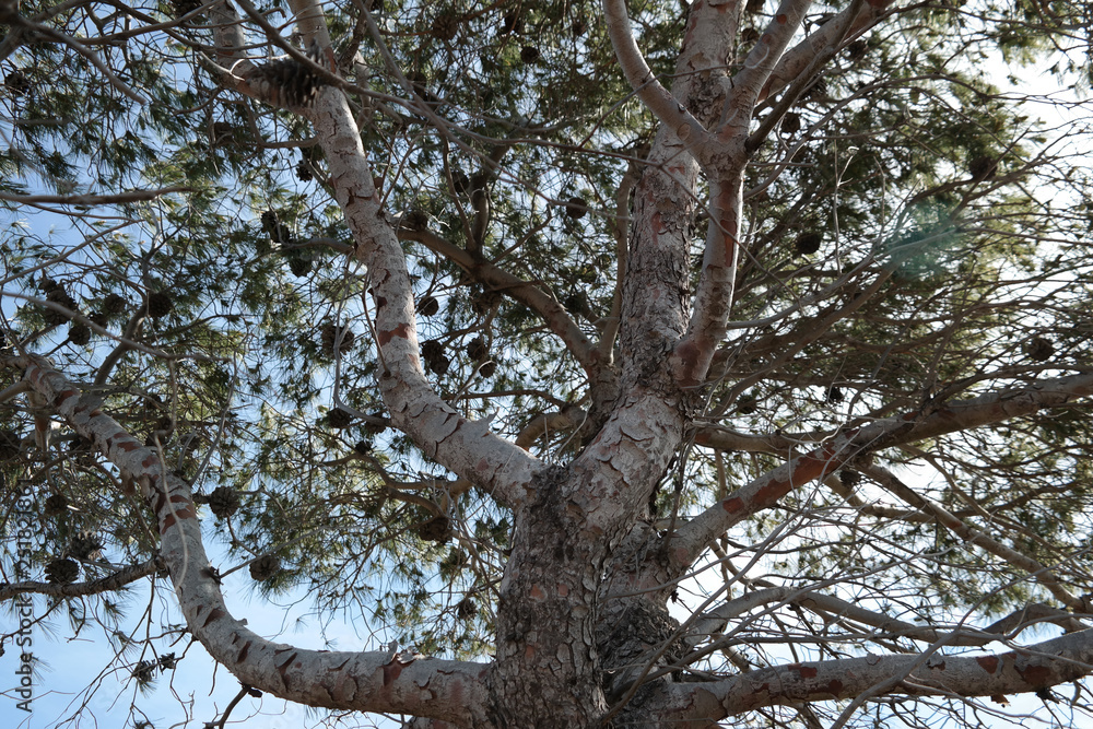 Obraz premium Albero