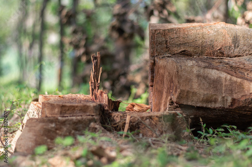 cutting down trees in the wild leading to reducing oxygen level and ecology environmental agriculture