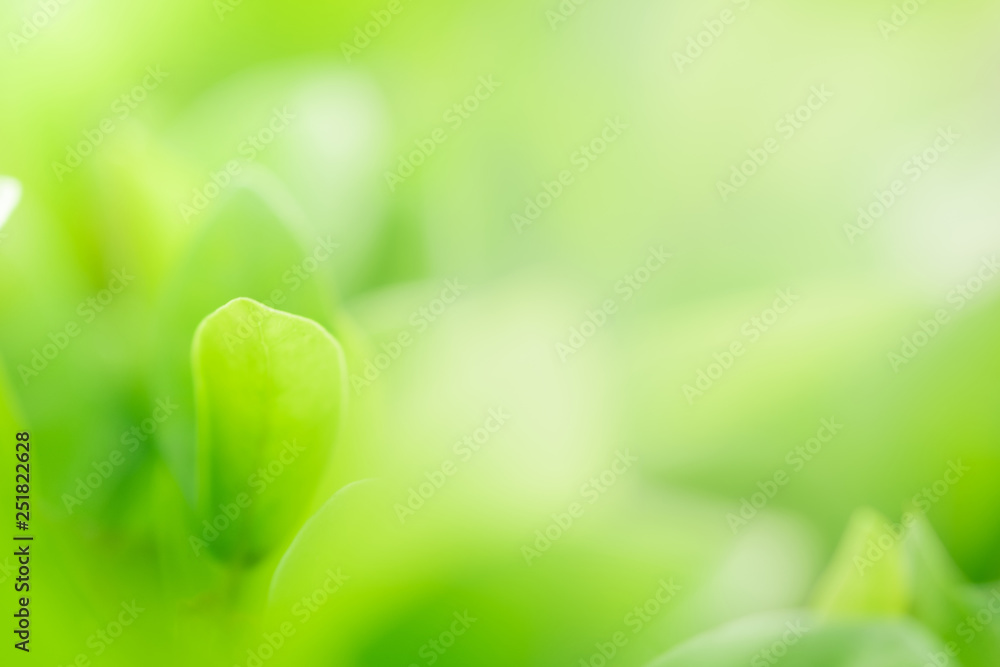 Close up beautiful view of nature green leaves on blurred greenery tree background with sunlight in public garden park. It is landscape ecology and copy space for wallpaper and backdrop. Close up beautiful view of nature green leaves on blurred greenery tree background with sunlight in public garden park. It is landscape ecology and copy space for wallpaper and backdrop.