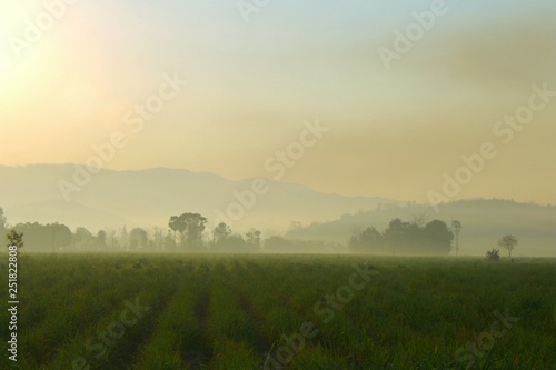Warm sunlight on The hills in the fog. Morning landscape with green cane farm