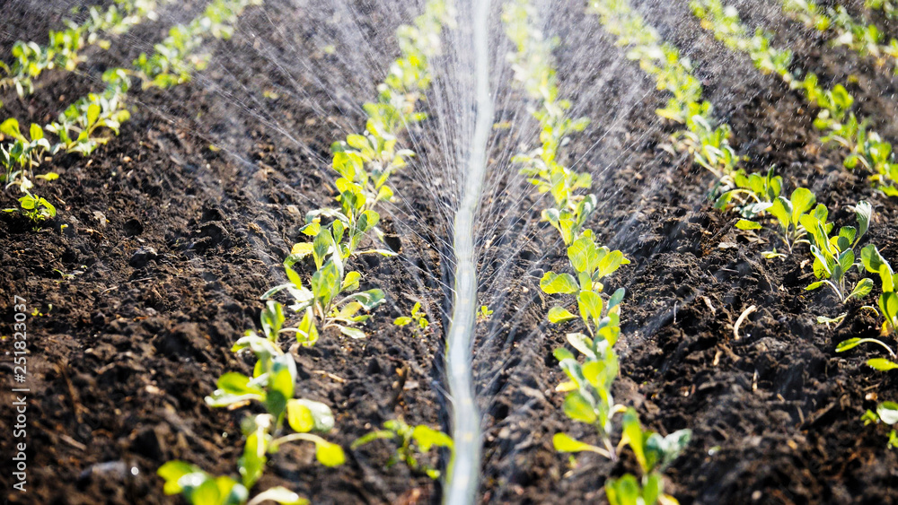 The green shoots of the seedlings emerge from the soil. Water sprinkler system in the morning sun on a plantation The green shoots of the seedlings emerge from the soil. Water sprinkler system in the morning sun on a plantation