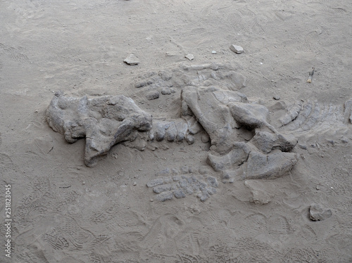 Fossils at Ischigualasto Provincial Park, San Juan, Argentina photo