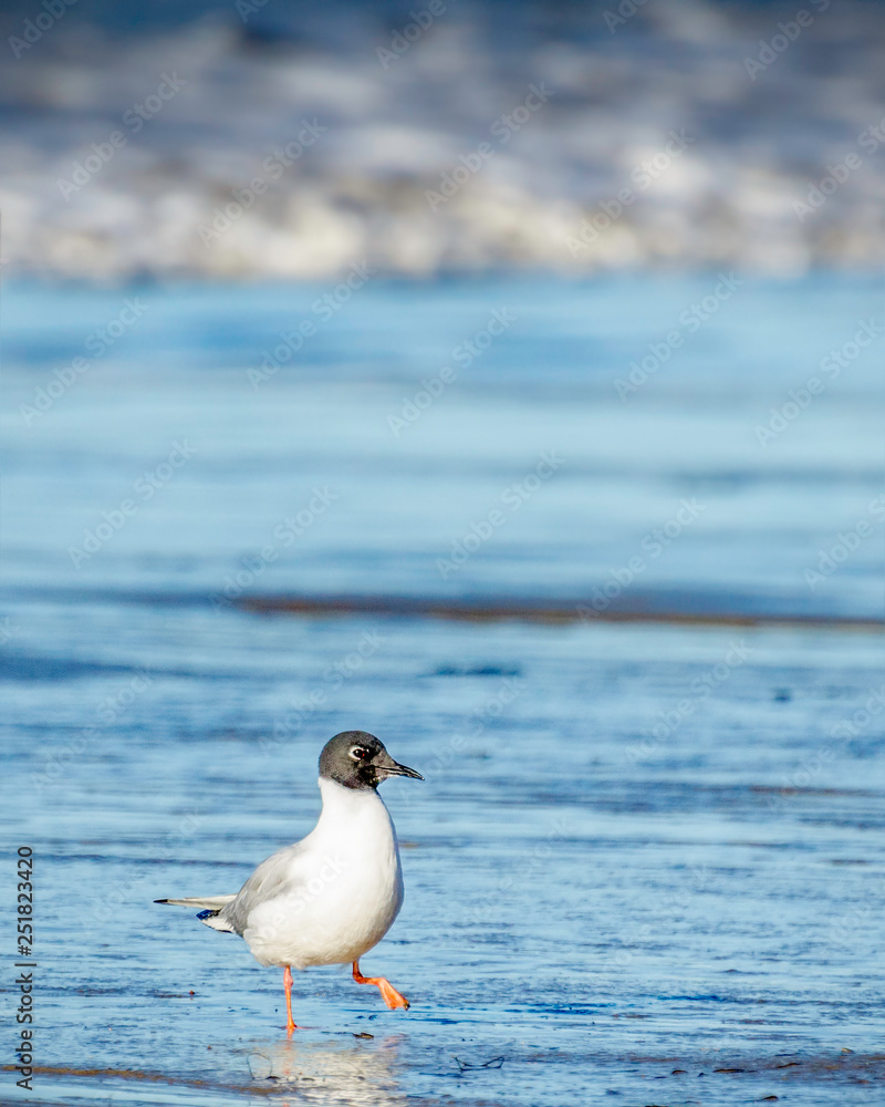 Bonaparte's Gull (Larus philadelphia), Goleta, CA. Bonaparte's Gull (Larus philadelphia), Goleta, CA.