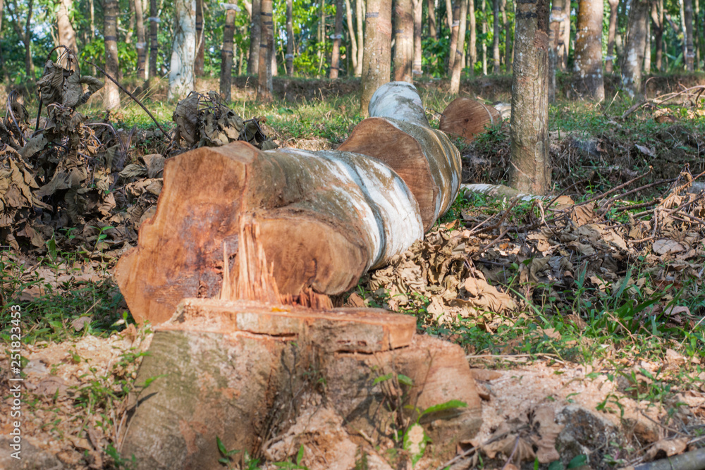 cutting down trees in the wild leading to reducing oxygen level and ecology environmental agriculture cutting down trees in the wild leading to reducing oxygen level and ecology environmental agriculture