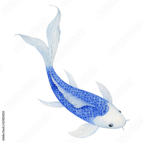 koi Carp fish Watercolor Painting ,Print Wall Art ,Hand painted.  koi Carp fish Illustration isolated on white background.