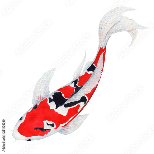 koi Carp fish Watercolor Painting ,Print Wall Art ,Hand painted.  koi Carp fish Illustration isolated on white background.