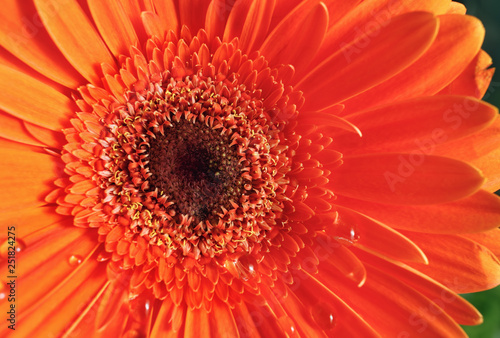 Orange gerbera flower. Beautiful gerbera blooms. Shallow depth of field. Selective focus.